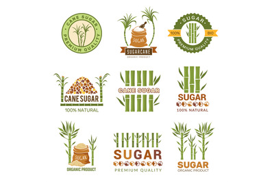 Sugarcane plants. Harvest farm sweets granulated production leaf vecto