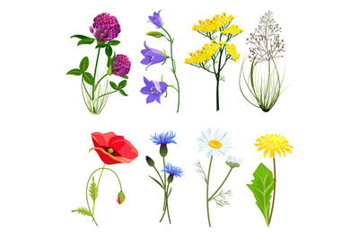 Wildflowers and herbs. Botanical set with anise meadow buttercup vecto