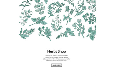 Vector hand drawn medical herbs background with place for text illustr