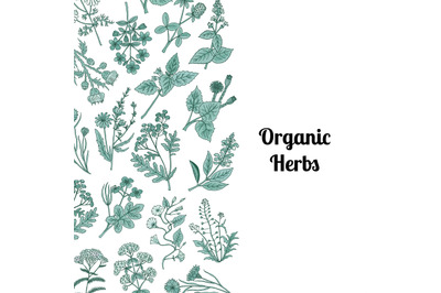 Vector hand drawn medical herbs