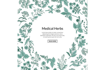 Vector hand drawn medical herbs background with place for text illustr