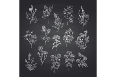 Vector hand drawn medical herbs set on black chalkboard background ill