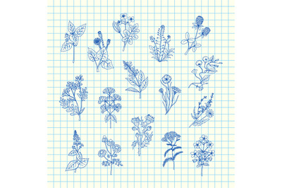 Vector hand drawn medical herbs set on blue cell sheet background illu