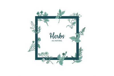 Vector hand drawn medical herbs frame illustration