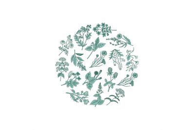 Vector hand drawn medical herbs in circle shape illustration