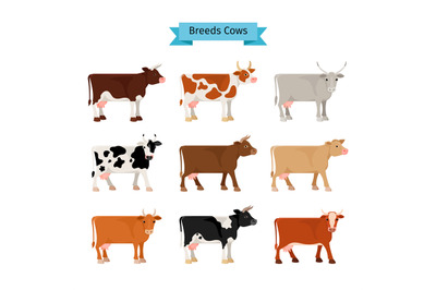 Cow flat icons