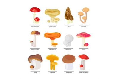 Edible mushrooms and fungus icons set