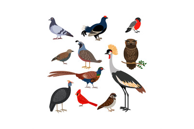 Vector bird isolated icons