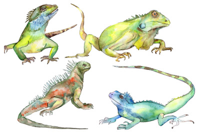 4 iguanas watercolor png