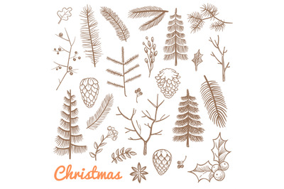 Hand drawn fir and pine branches, fir-cones. Christmas and winter holi