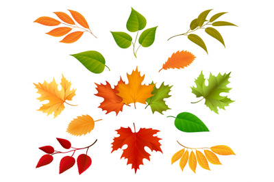 Autumn leaves icons