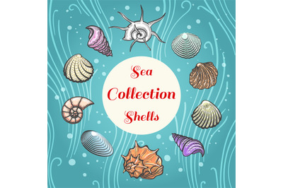 Sea shells composition with text