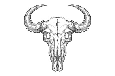 Buffalo skull sketch