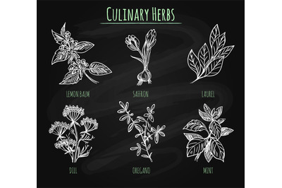 Spicy herbs on chalkboard background