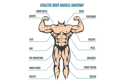 Athletic body man figure muscular anatomy