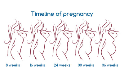 Timeline of pregnancy