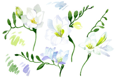 White Freesia Watercolor png