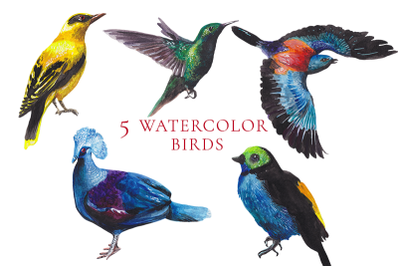 5 Tropical watercolor birds