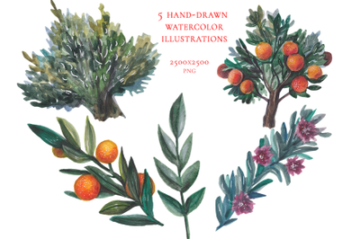 5 hand drawn watercolor plants