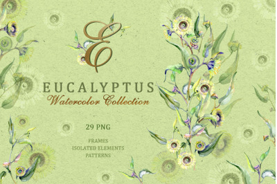 Eucalyptus green Watercolor png