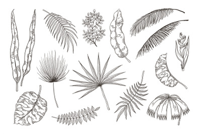 Hand drawn exotic leaves. Tropical plants, nature floral drawing, mons