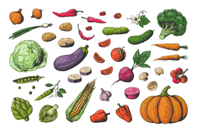 Hand drawn colored vegetables. Food sketch collection, healthy vegan g