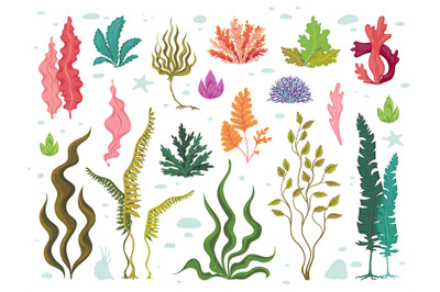 Seaweeds. Sea underwater plants, ocean coral reef and aquatic kelp, ha