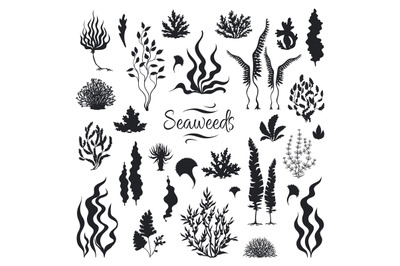 Seaweeds silhouettes. Underwater coral reef&2C; hand drawn sea kelp plant