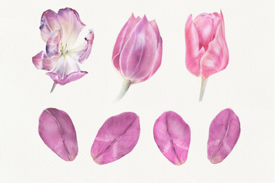 Pink and Purple Watercolor Tulips