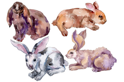 Farm animals: rabbit Watercolor png