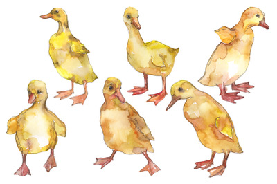 Farm animals: ducklings Watercolor png