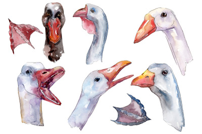 Farm animals: goose heads Watercolor png