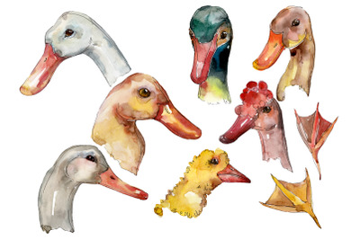 Farm animals: duck head Watercolor png