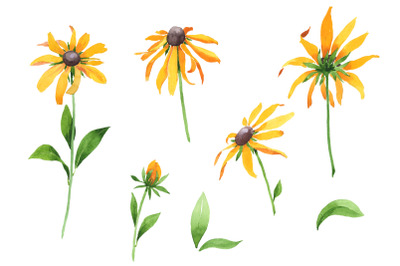 Black-eyed Susan/Rudbeckia hirta Watercolor png