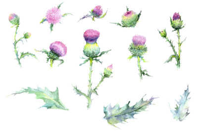 Thistle Watercolor png