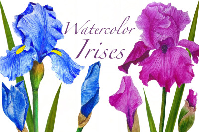 Irises watercolor. Flowers Irises watercolor. Flowers watercolor