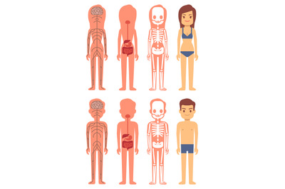 Male and female skeleton, digestive and nervous systems