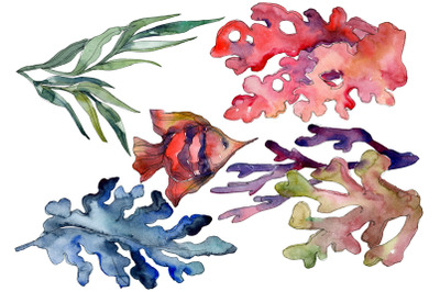 Corals Watercolor png