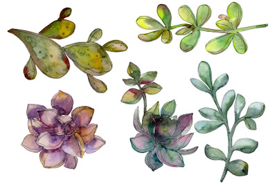 Succulents Watercolor png