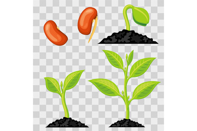 Plant growth stages from seed to sprout