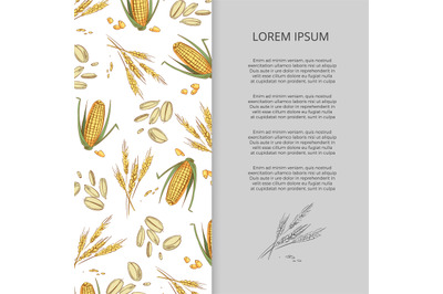 Hand drawn cereals corn wheat banner design