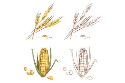 Hand drawn ears of wheat and corn isolated on white background