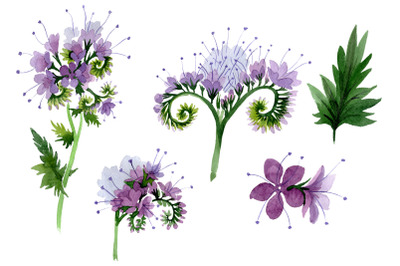 Phacelia Watercolor png