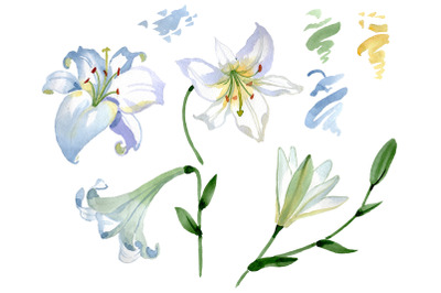 Lily white gift of nature watercolor png