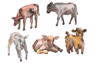 Farm animals: cow,calf Watercolor png