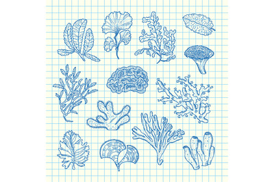 Vector hand drawn seaweed set