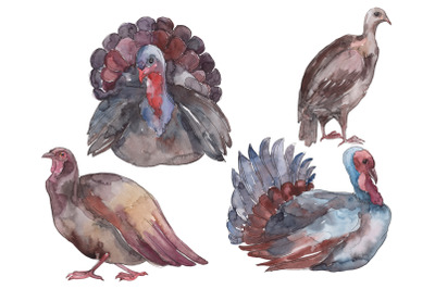 Farm animals: Turkey Watercolor png