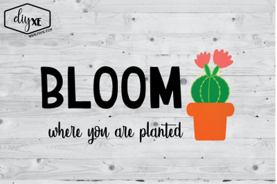 Bloom Where You Are Planted