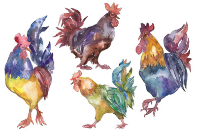 Farm animals: cock Watercolor png