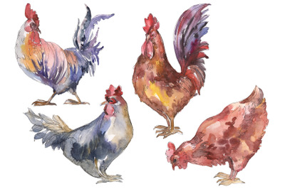 Agriculture: cock, hen Watercolor png